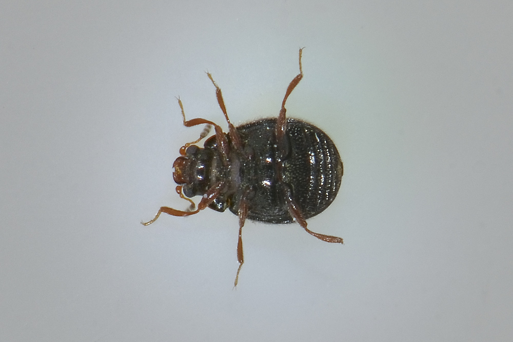 Aspidiphorus orbiculatus - Sphindidae